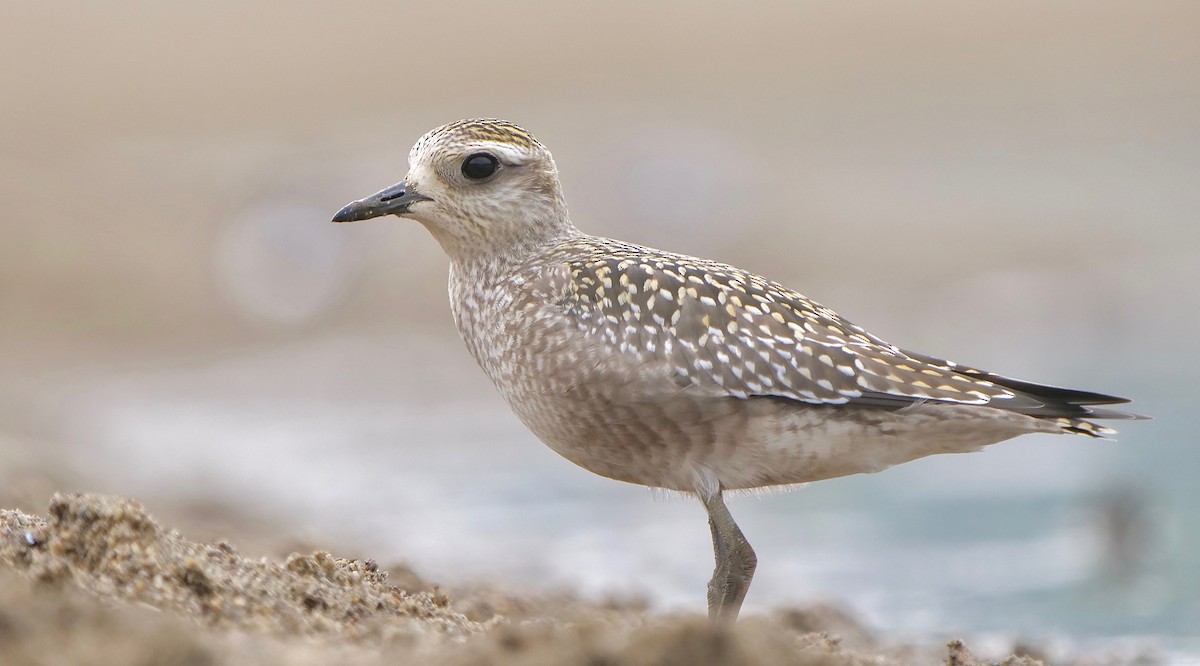 American Golden-Plover - ML265415641