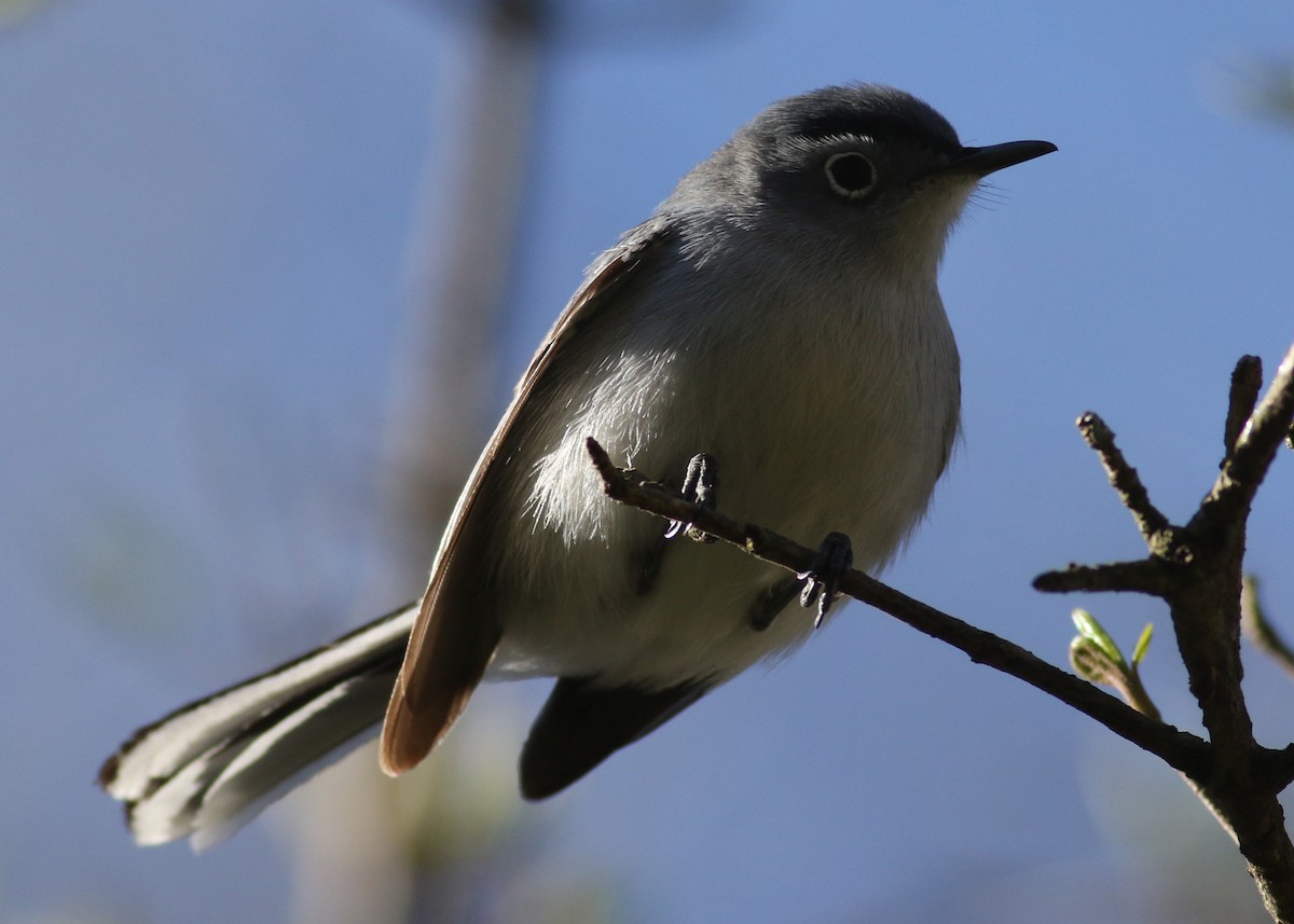 Blue-gray Gnatcatcher - ML26541571