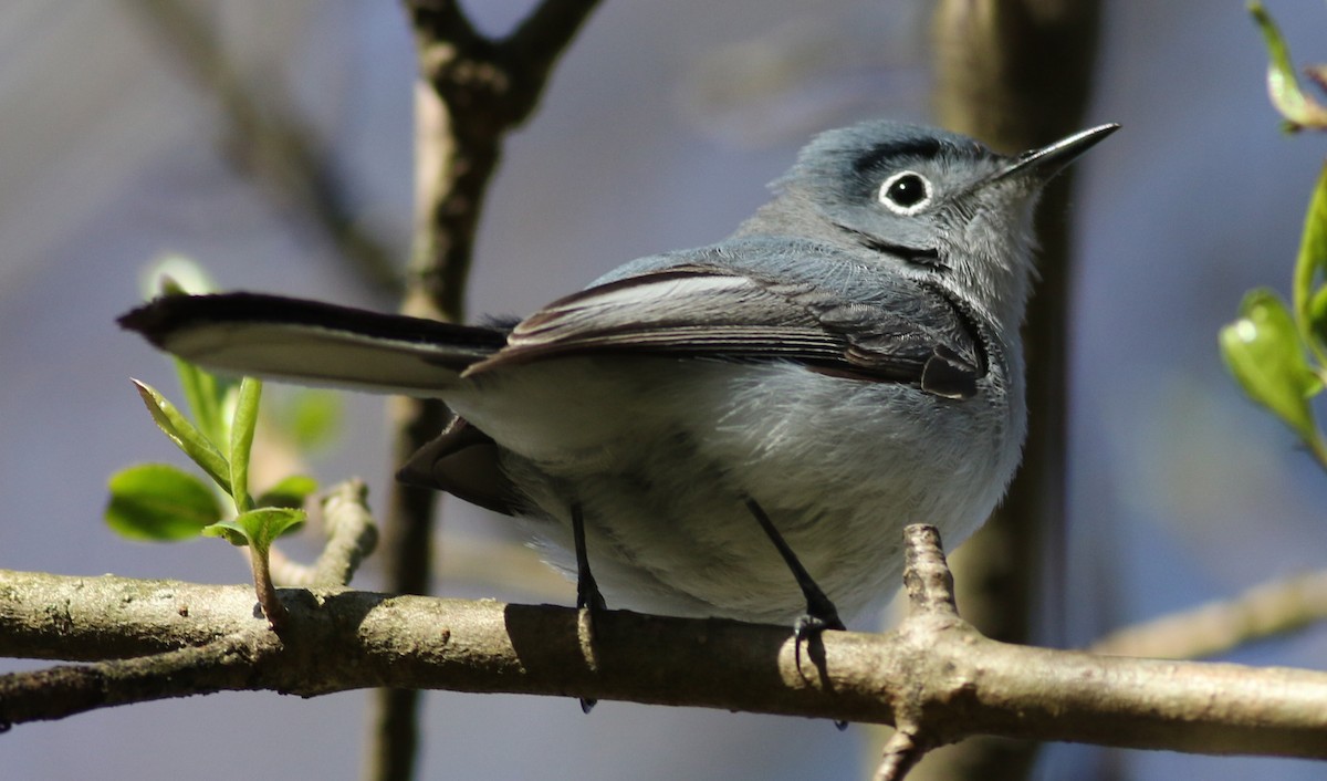 Blue-gray Gnatcatcher - ML26541591