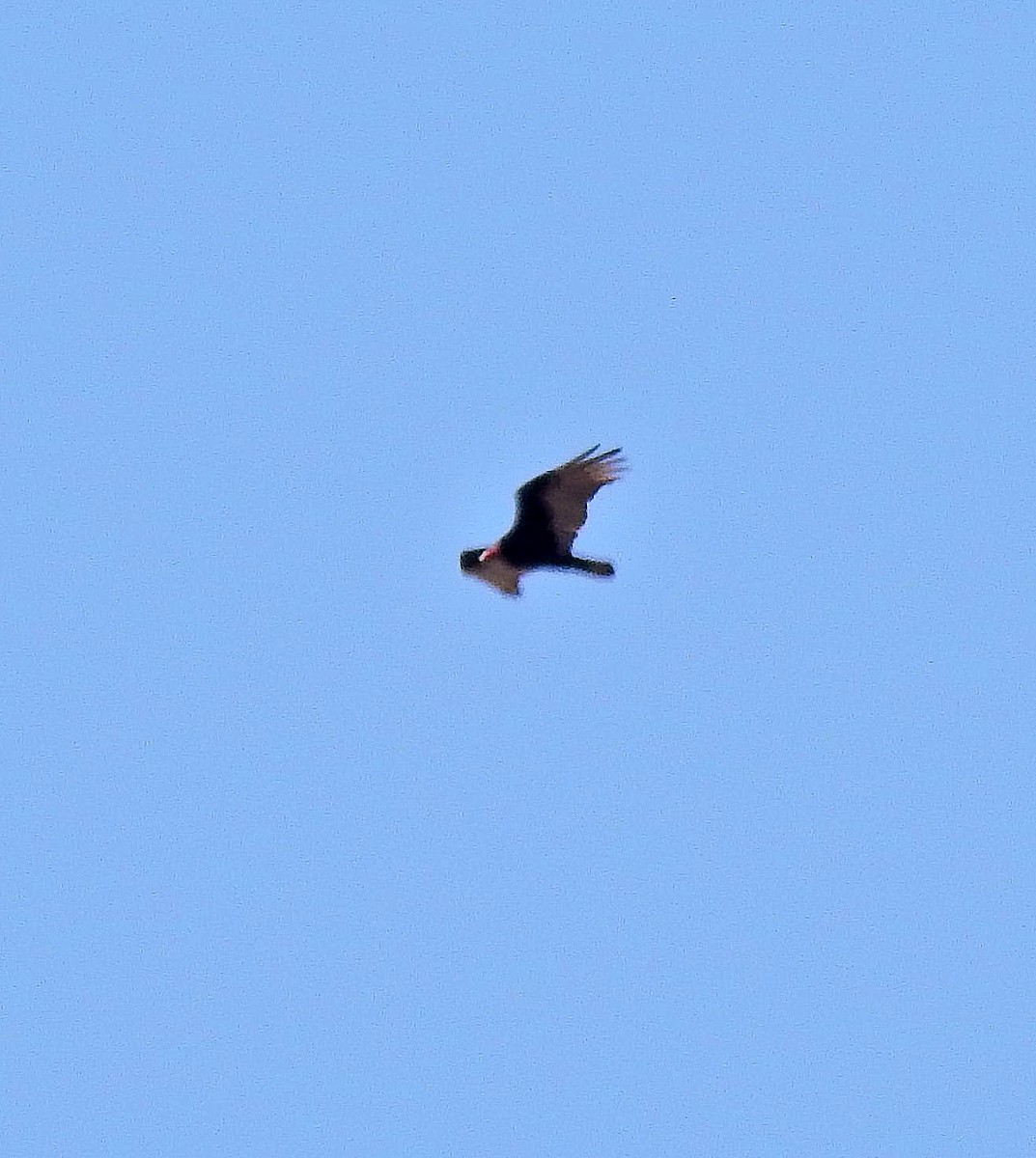 Turkey Vulture - ML265417911