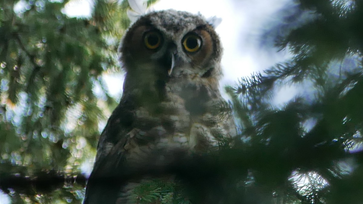 Great Horned Owl - ML265418311