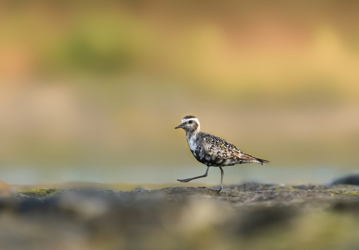 American Golden-Plover - Anonymous