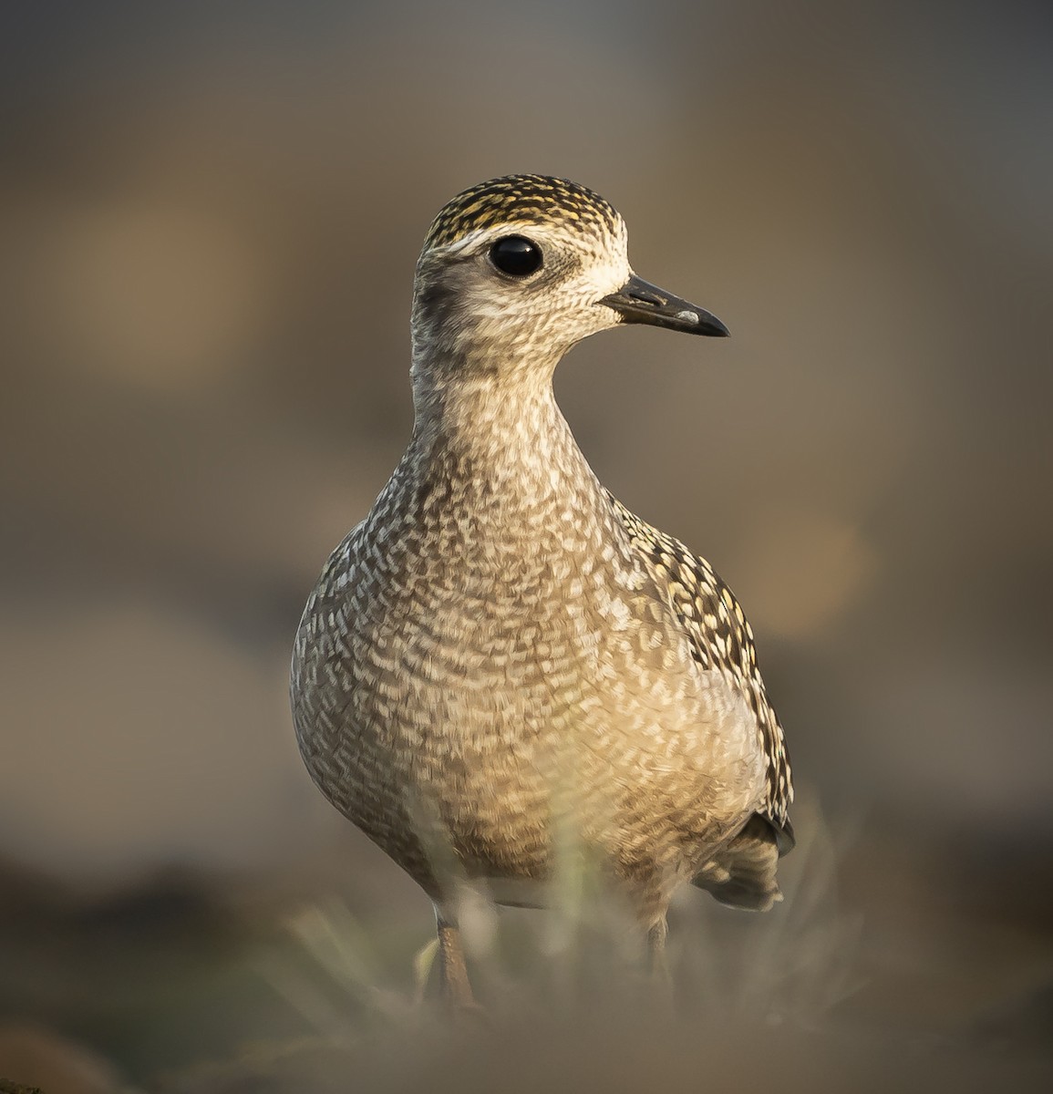 American Golden-Plover - ML265419521