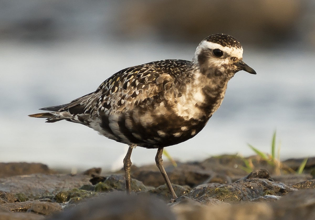 American Golden-Plover - Anonymous