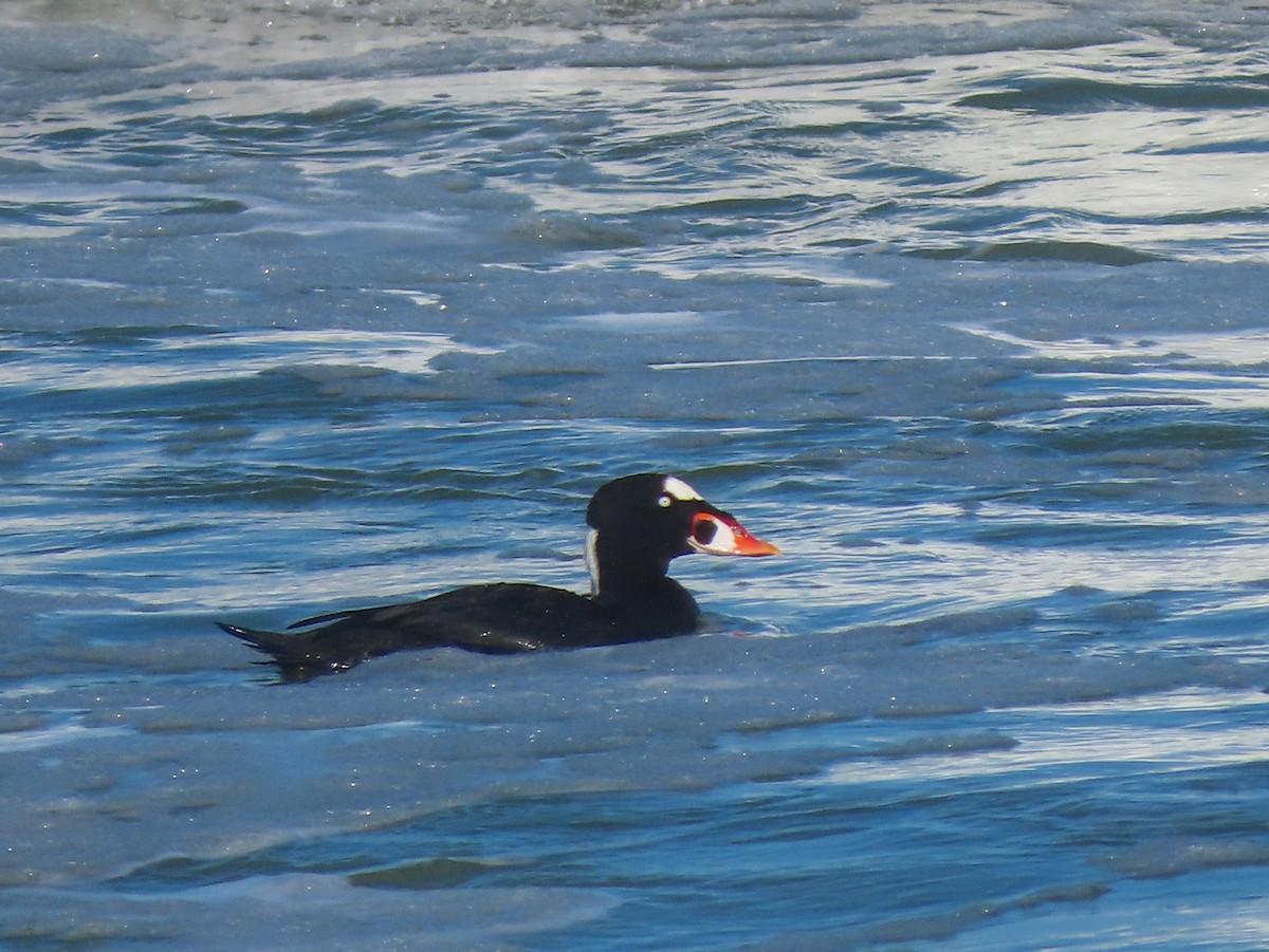 Surf Scoter - ML265419911