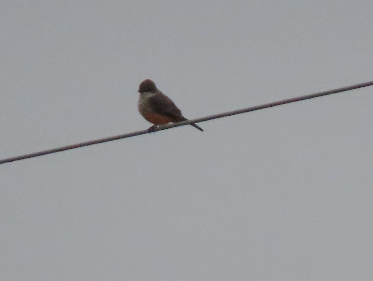 Vermilion Flycatcher - ML265420111