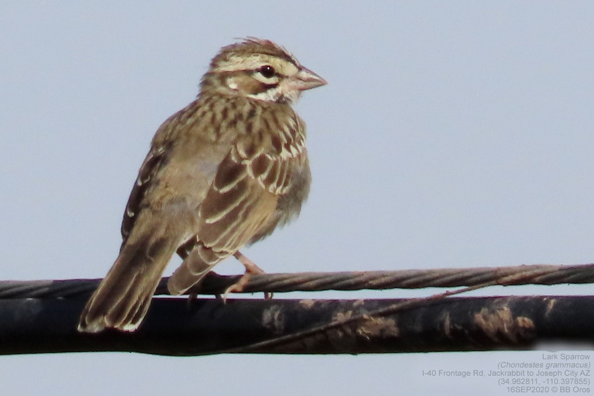 Lark Sparrow - ML265421451