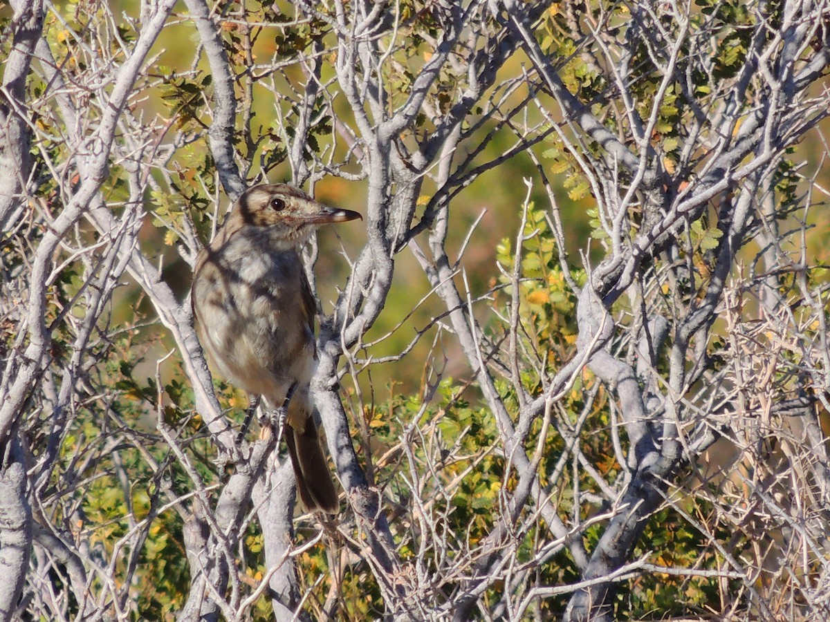 Gray-bellied Shrike-Tyrant - ML265426641