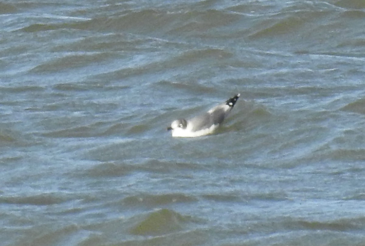 Franklin's Gull - ML265427131