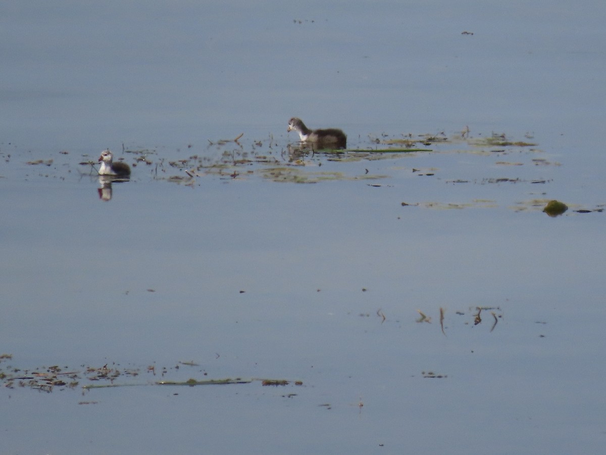 American Coot - ML265428431