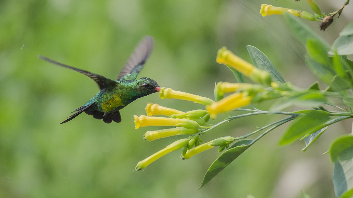 Glittering-bellied Emerald - ML265429421