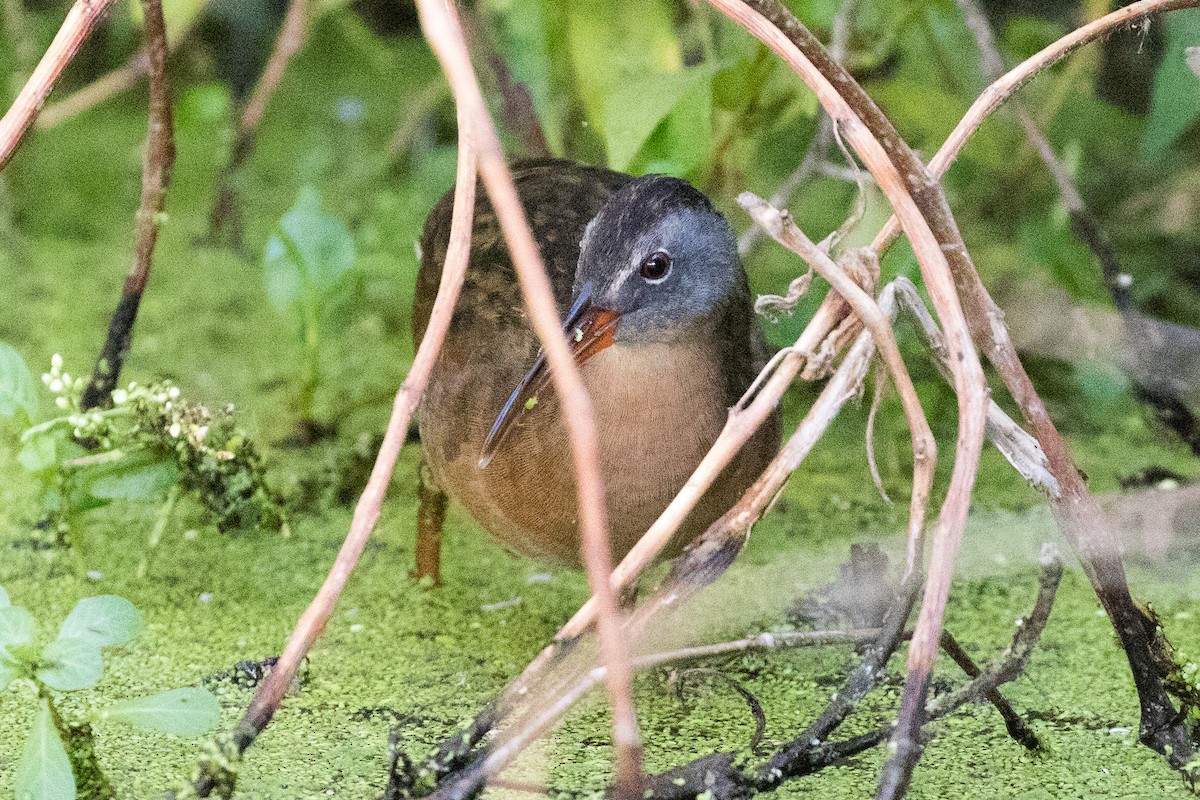 Virginia Rail - ML265429571