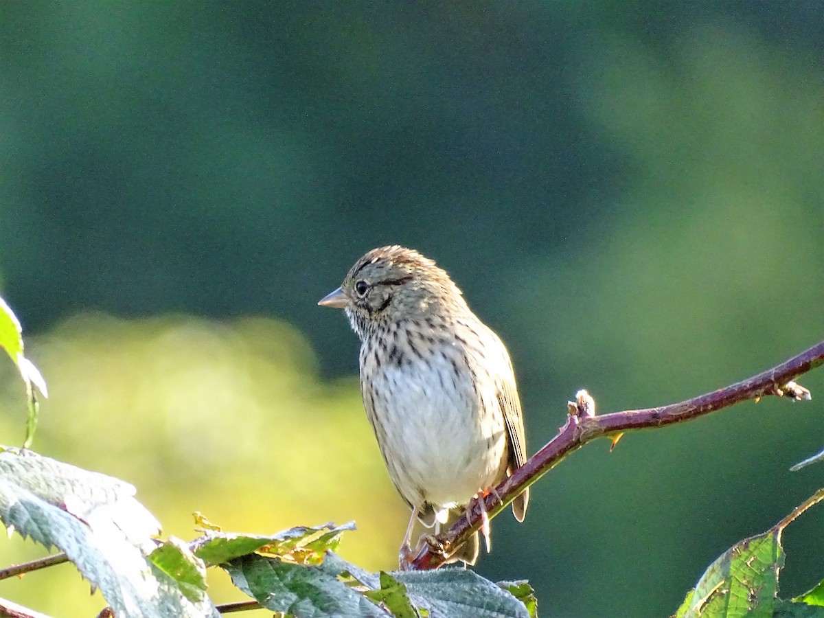 Lincoln's Sparrow - ML265429811