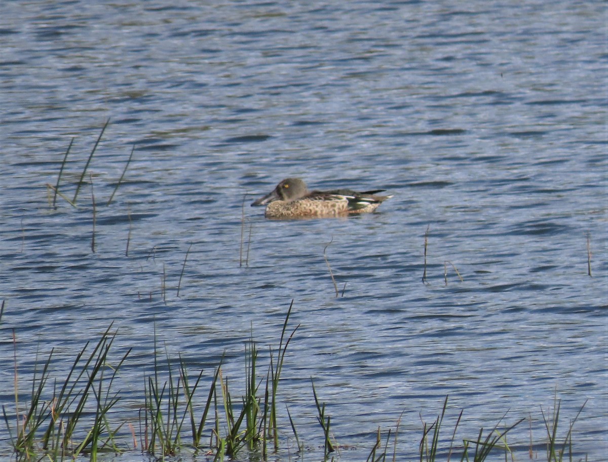 Northern Shoveler - Michel Bourassa (T-R)