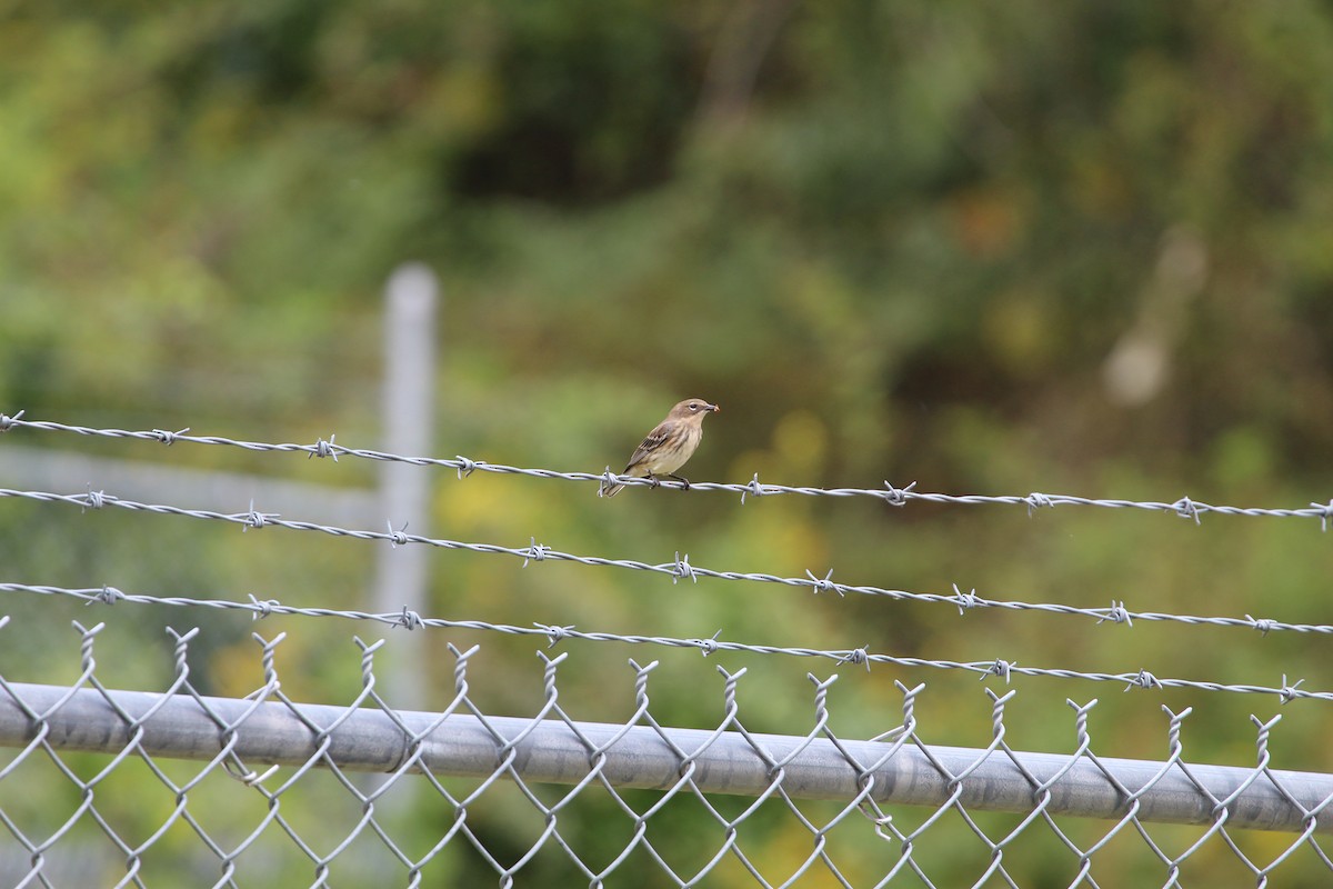 Yellow-rumped Warbler - ML265432371