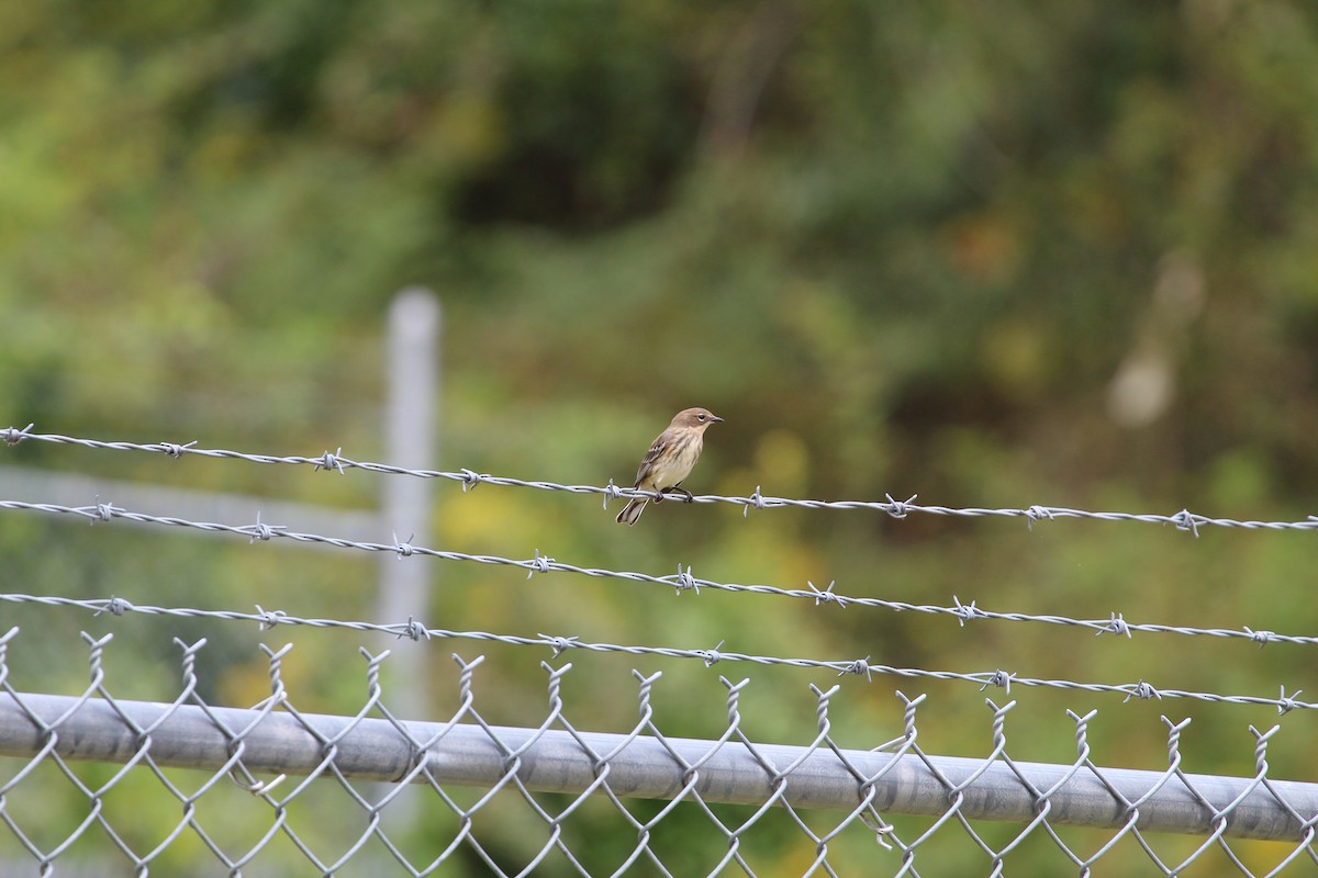 Yellow-rumped Warbler - ML265432381