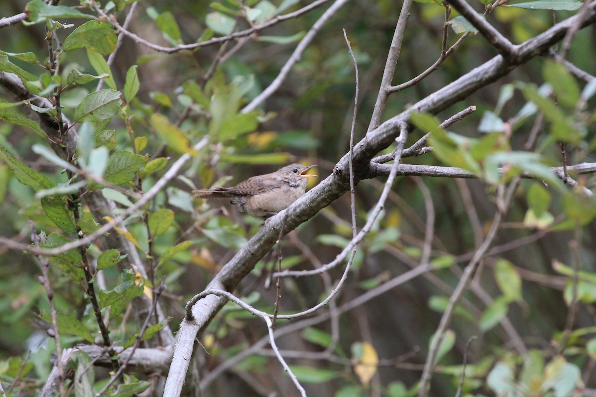 House Wren - ML265432571