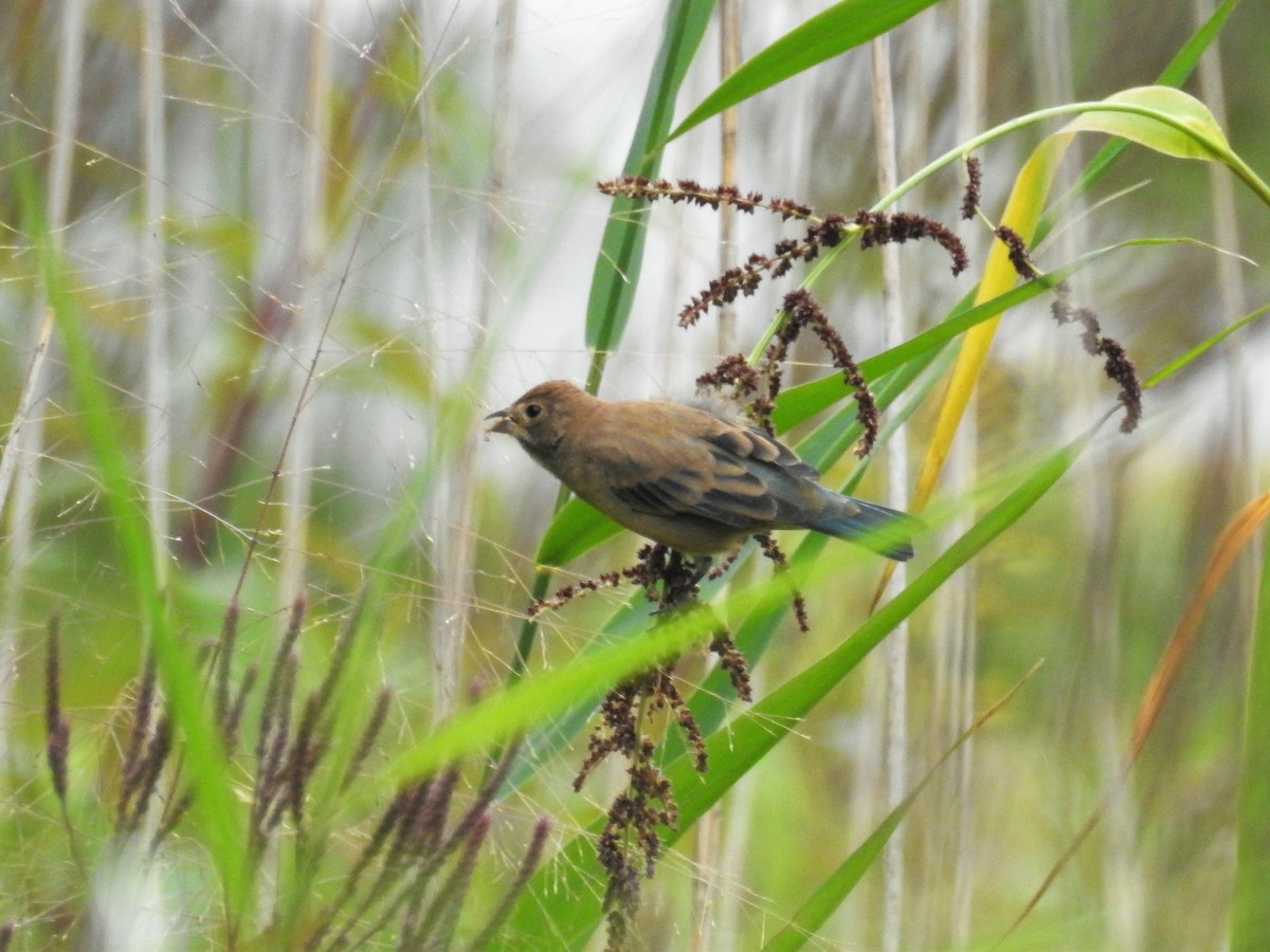 Indigo Bunting - ML265433601