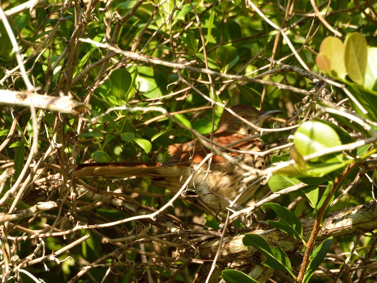 Brown Thrasher - ML265435241