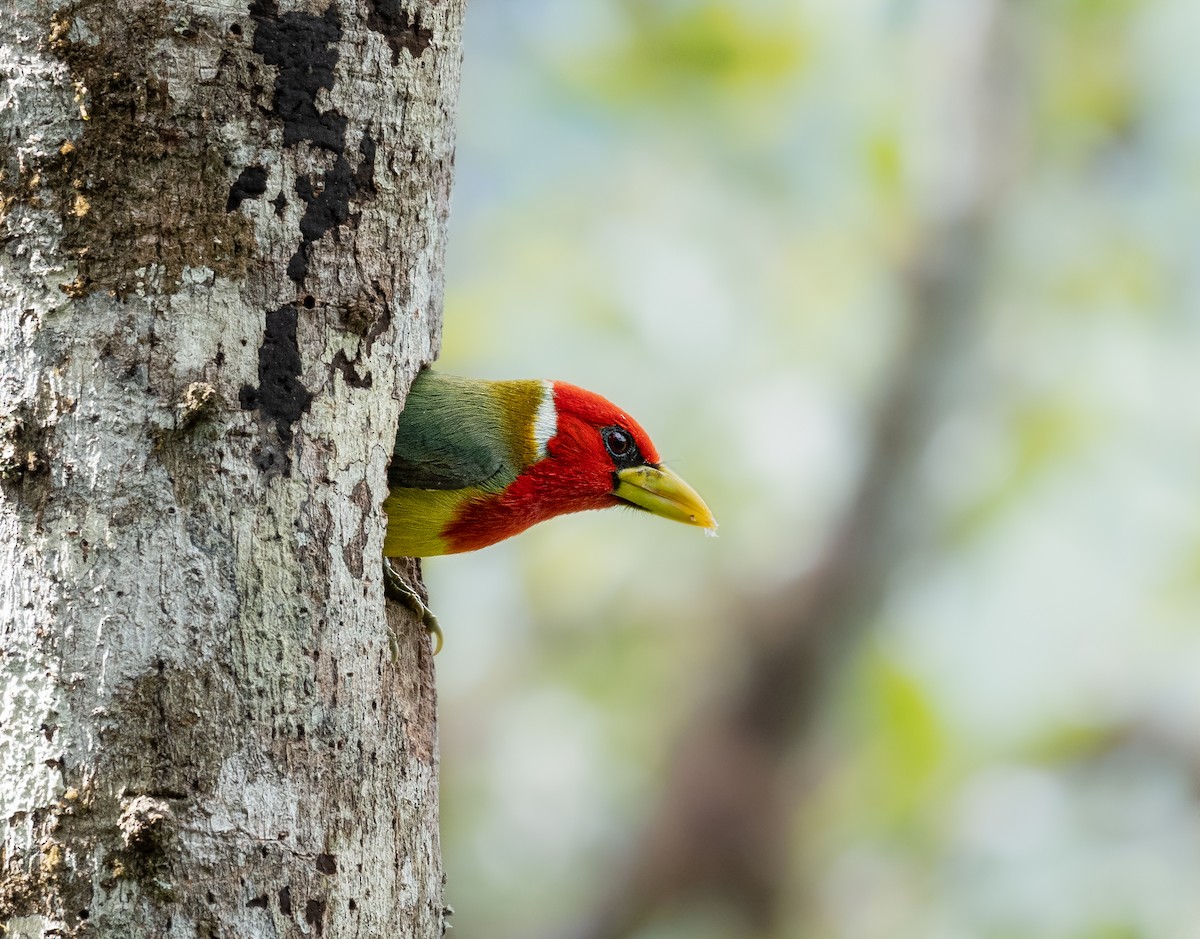 Red-headed Barbet - Alex Luna