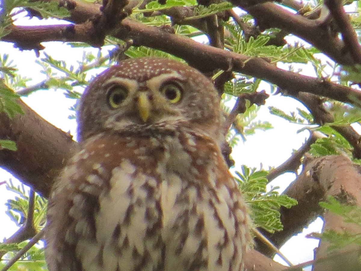 Pearl-spotted Owlet - ML265438291