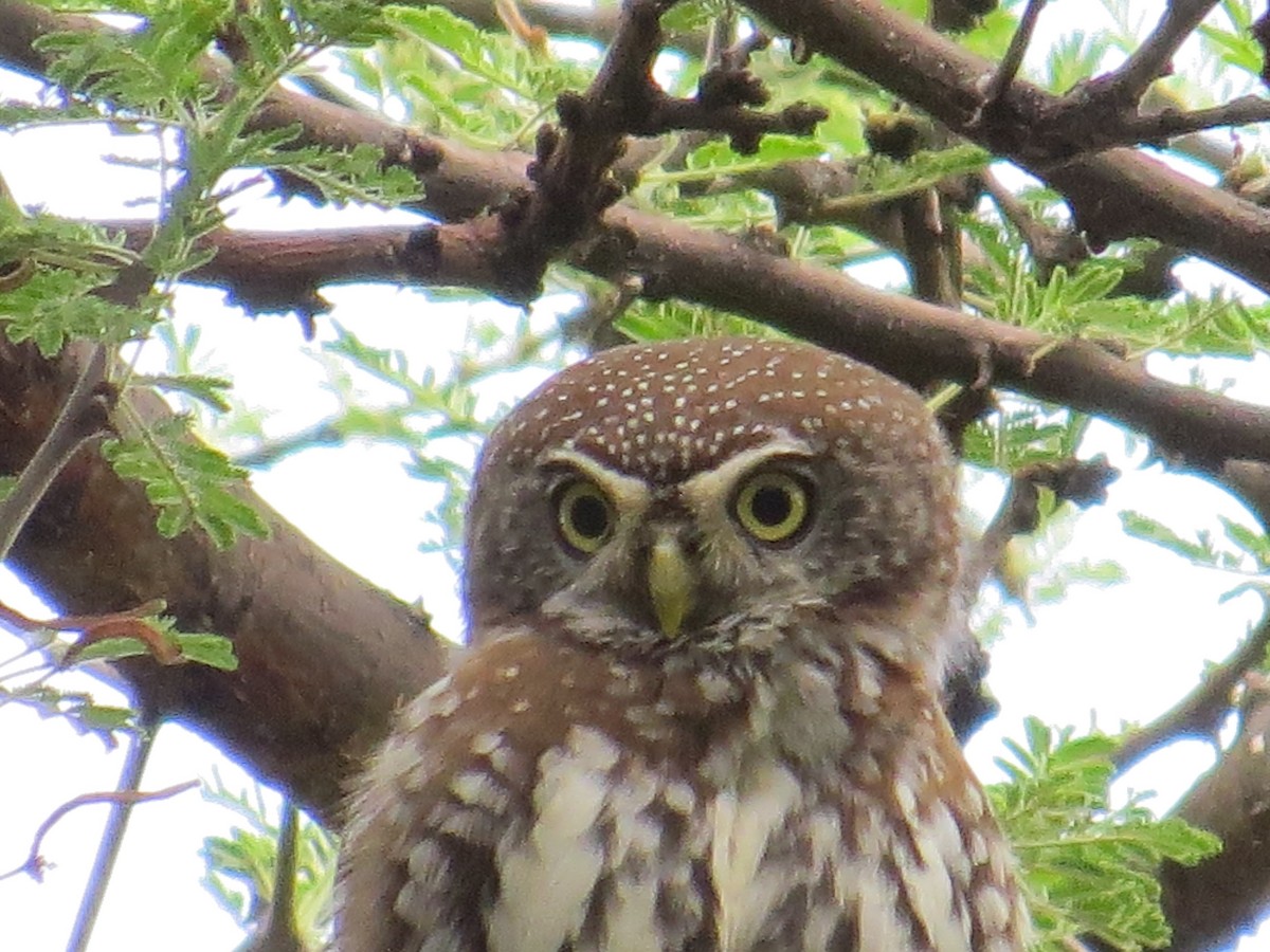 Pearl-spotted Owlet - ML265438361