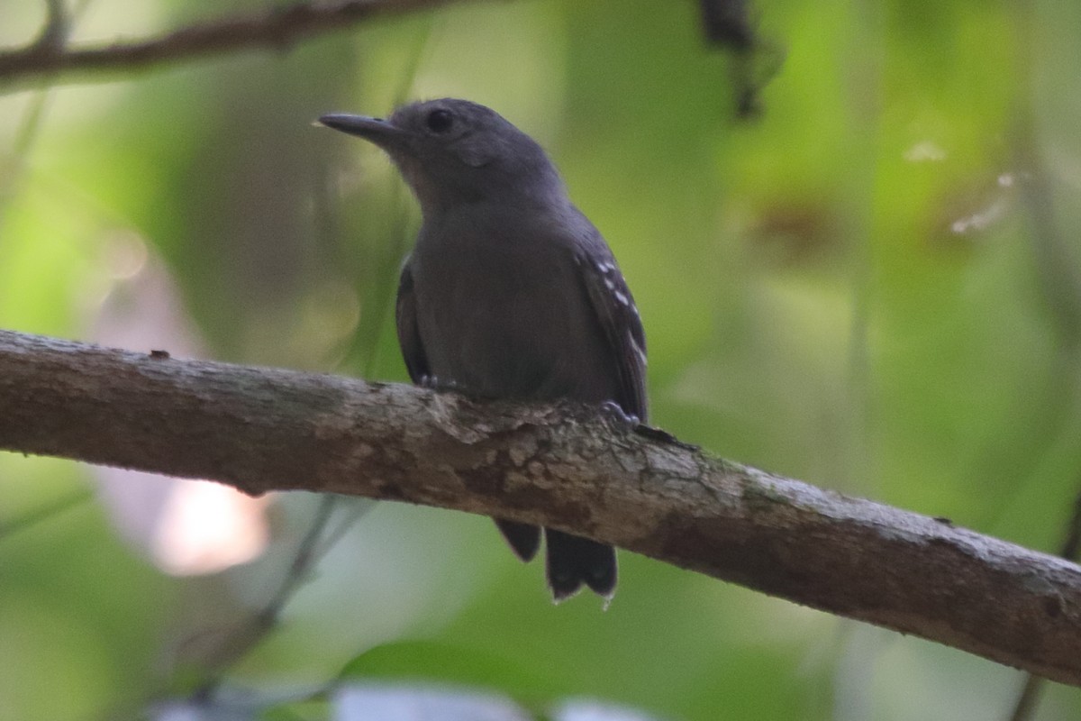 Leaden Antwren - Fabio Olmos