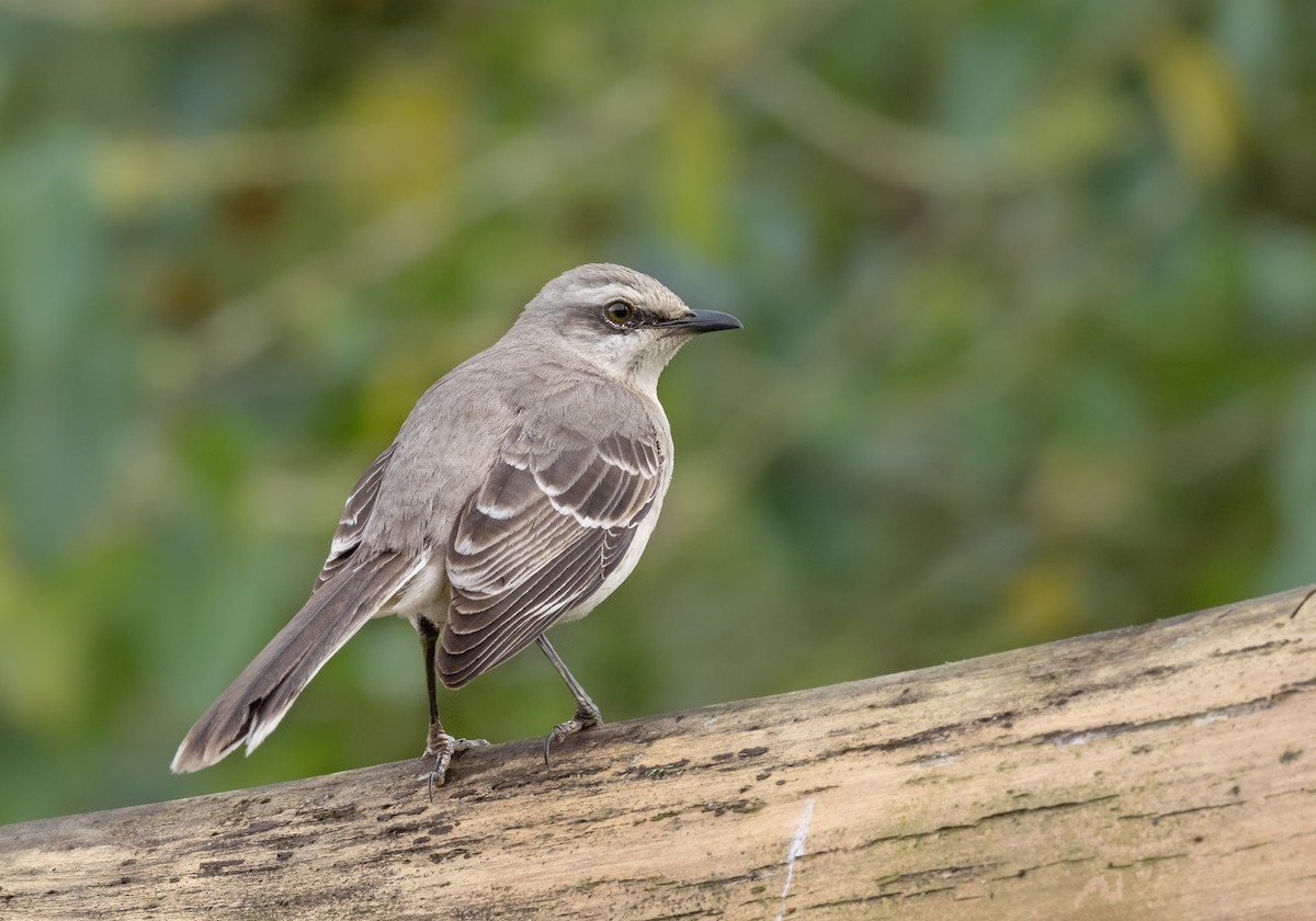 Tropical Mockingbird - ML265438941