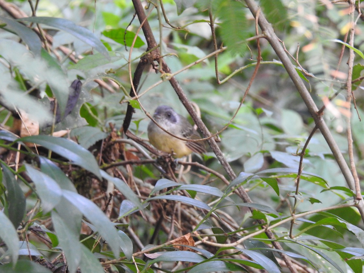 Plain Antvireo - ML265442771