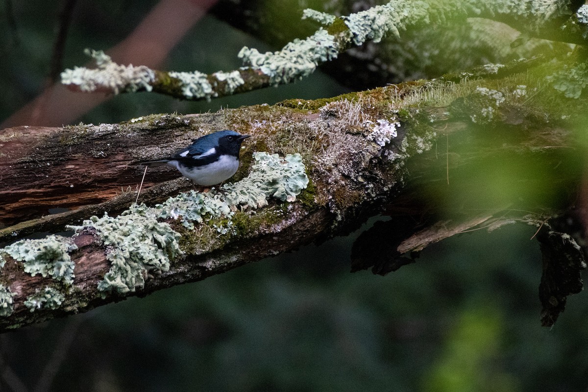 Black-throated Blue Warbler - Matthew Bode