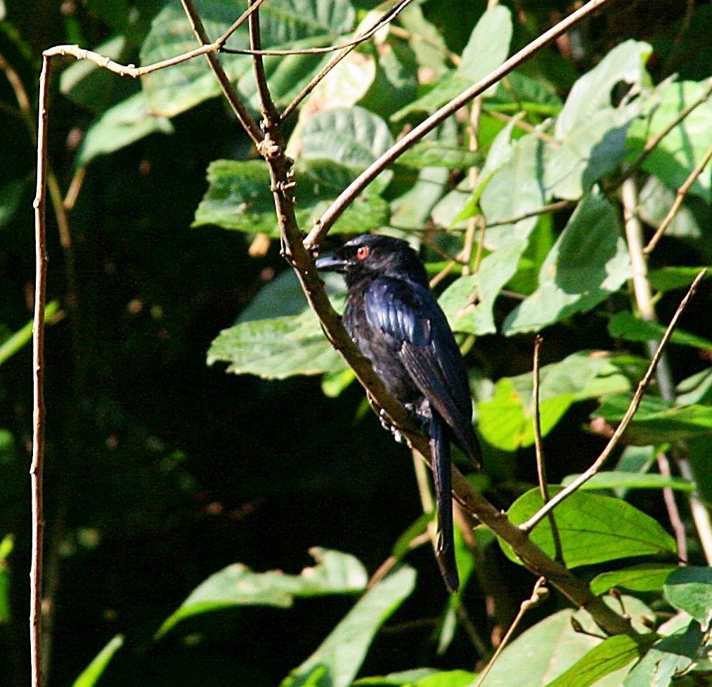 Velvet-mantled Drongo - ML265445921