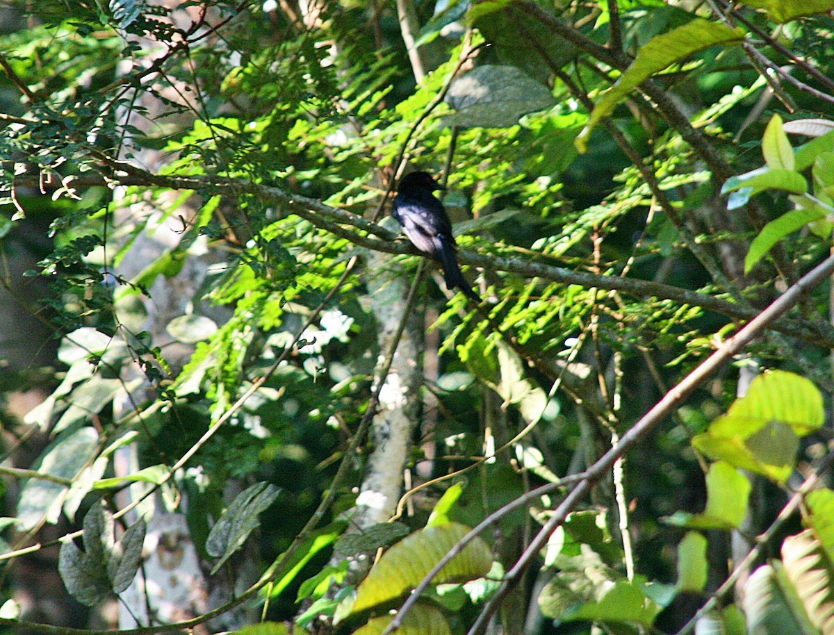 Velvet-mantled Drongo - ML265445941