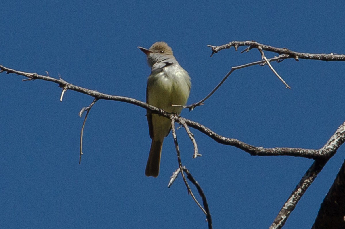 Dusky-capped Flycatcher - ML265447091