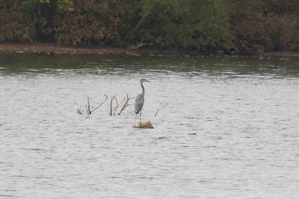 Great Blue Heron - ML265448271
