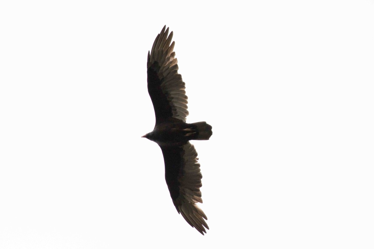 Turkey Vulture - ML265448311