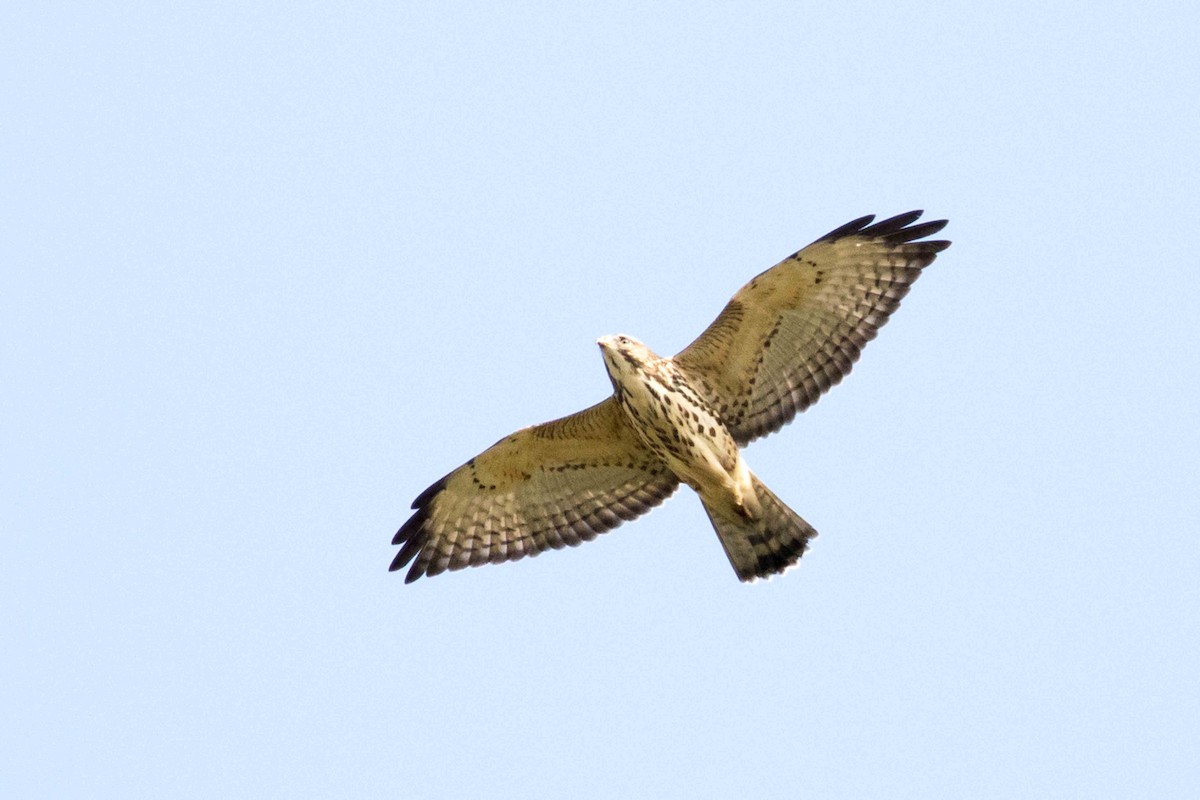 Broad-winged Hawk - ML265448401