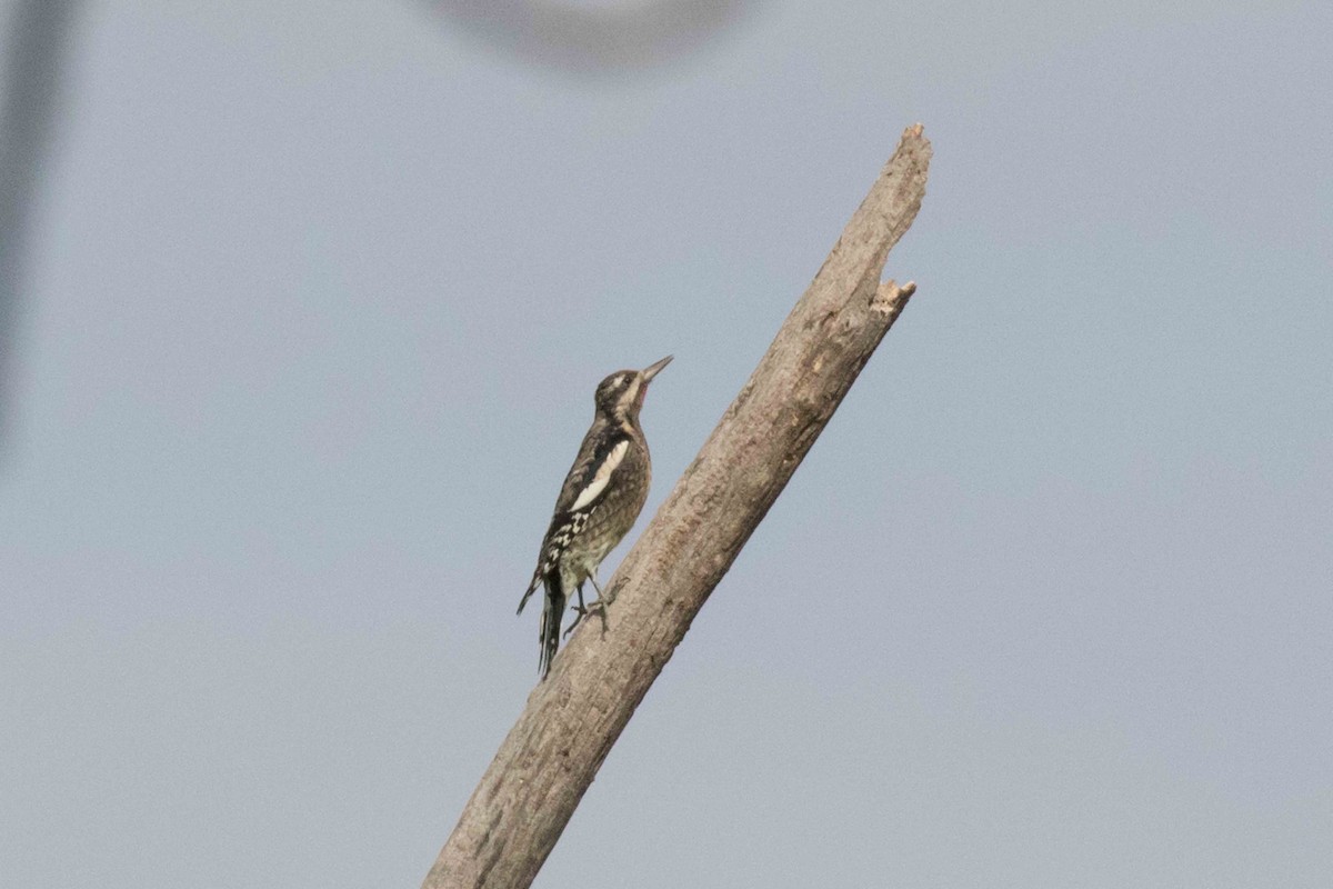 Yellow-bellied Sapsucker - ML265448441