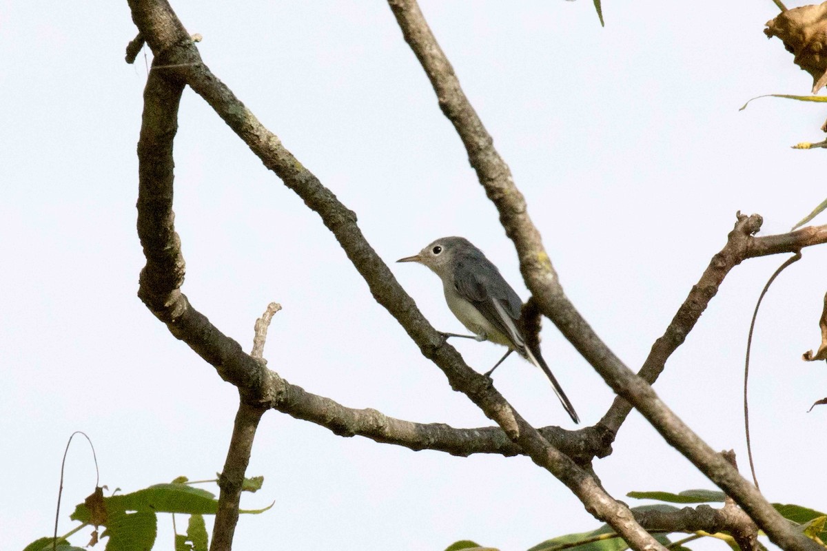 Blue-gray Gnatcatcher - ML265448461