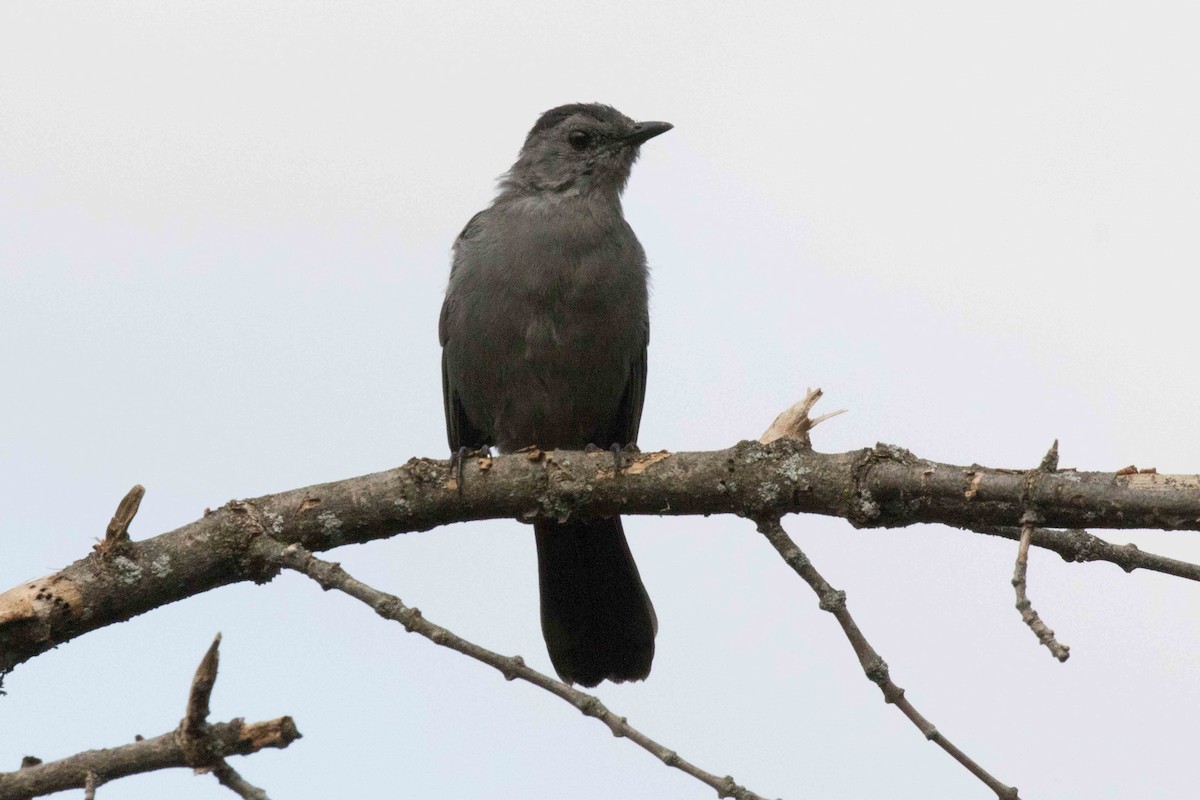 Gray Catbird - ML265448531