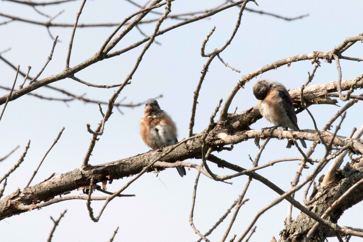Eastern Bluebird - ML265448551
