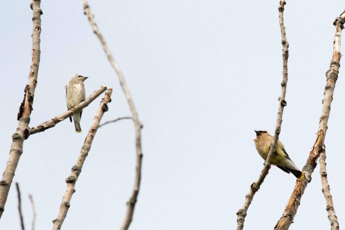 Cedar Waxwing - ML265448571