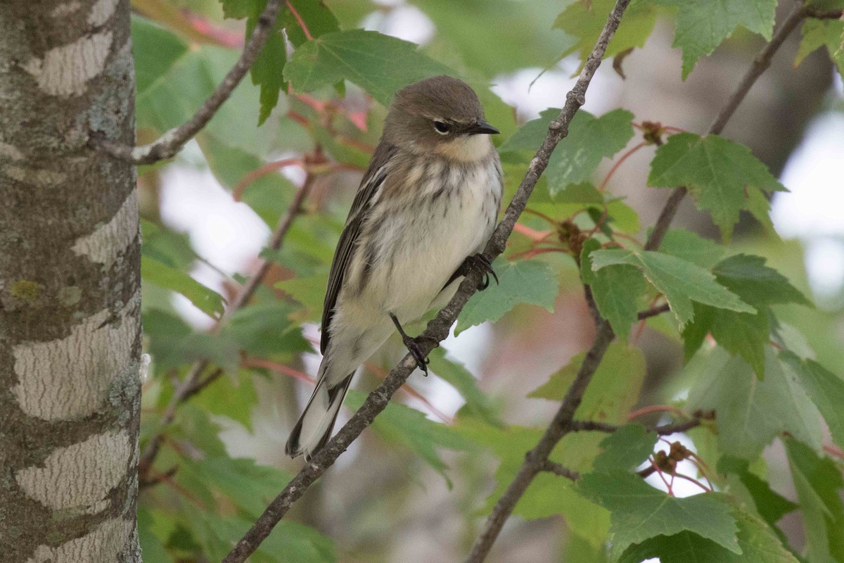 Yellow-rumped Warbler - ML265448591