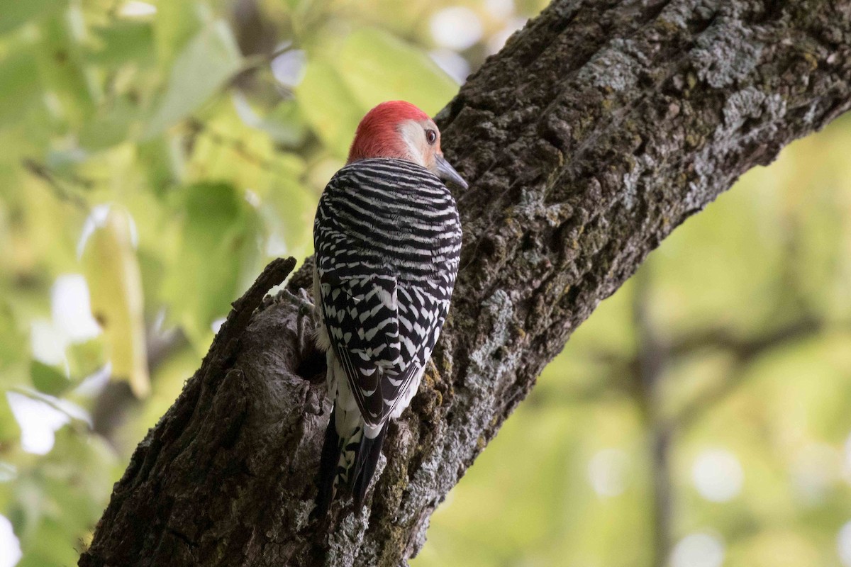 Red-bellied Woodpecker - ML265448631