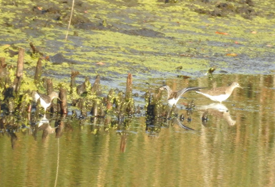 Solitary Sandpiper - ML265449201