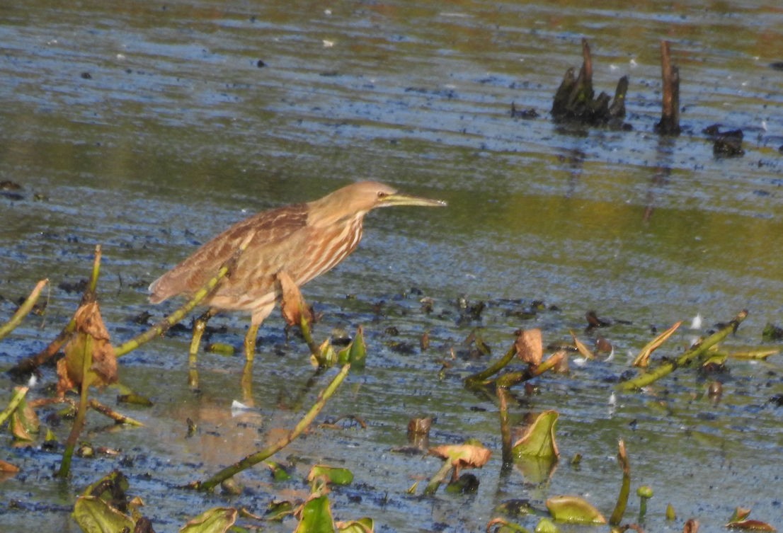 American Bittern - ML265449281