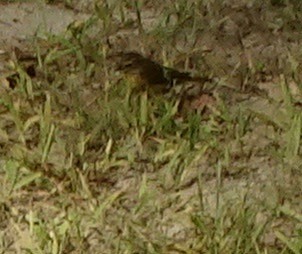 Palm Warbler - ML265450691