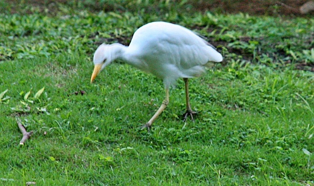 Western Cattle Egret - ML265451001