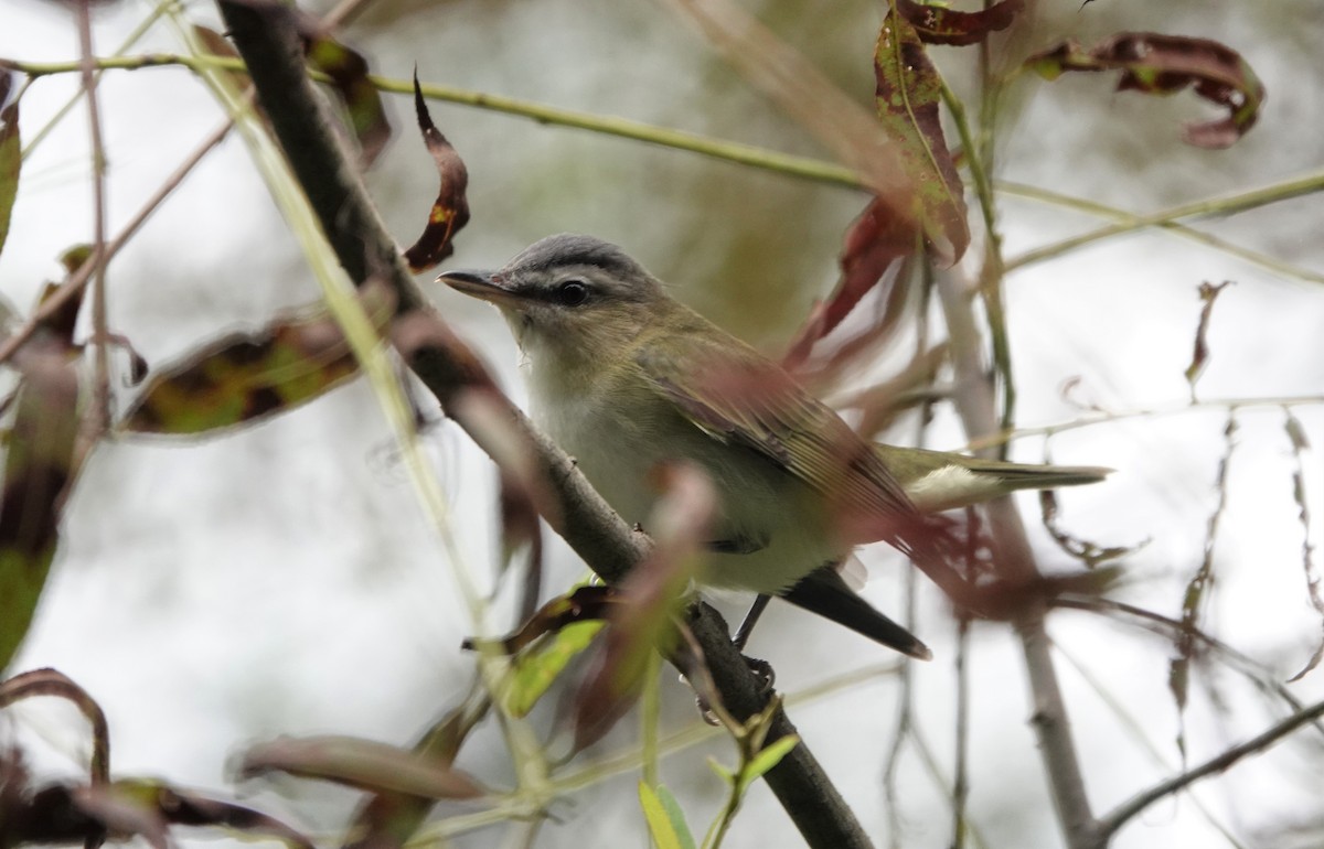 Red-eyed Vireo - ML265451311