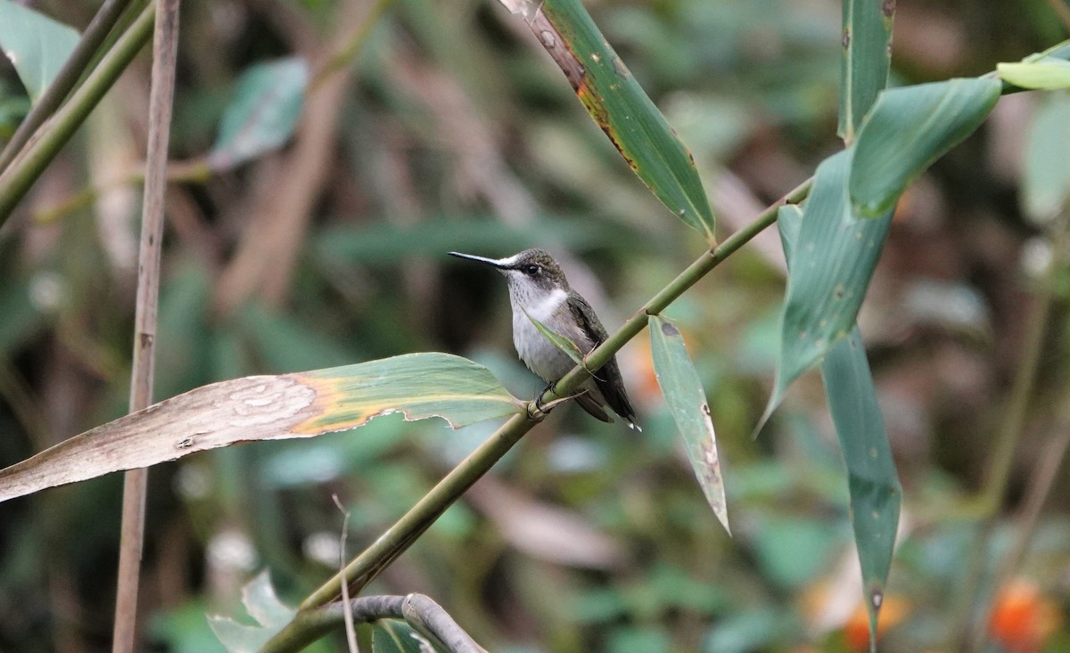 Ruby-throated Hummingbird - ML265451501