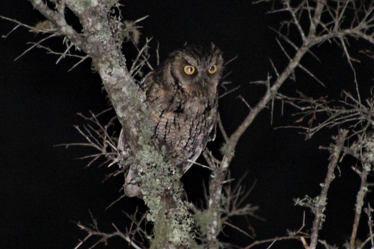 screech-owl sp. - Diego Castelli